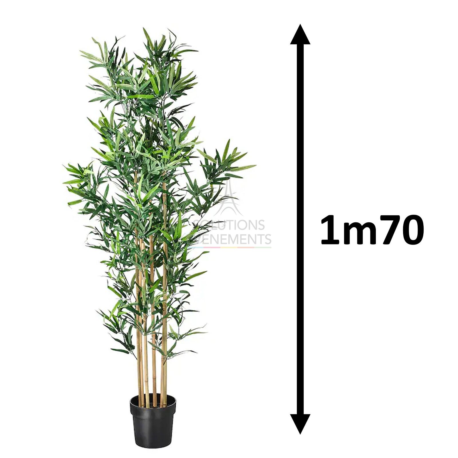 Rental of decorative bamboo for events and trade fairs