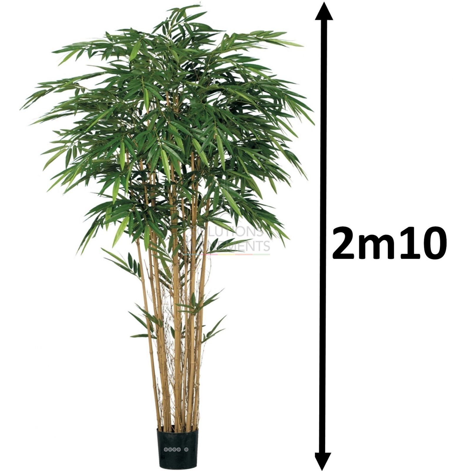 Bamboo Shrub Rental
