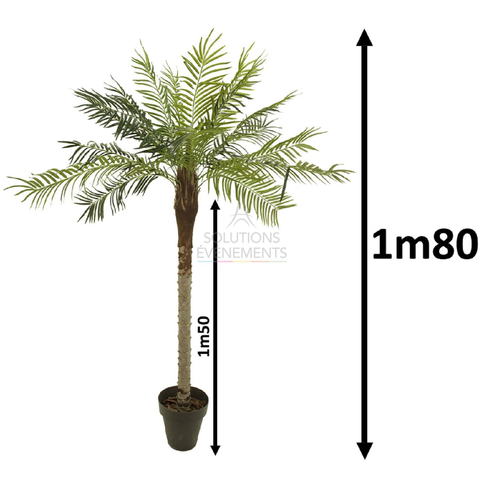 Rental of palm trees with a height of 1m80