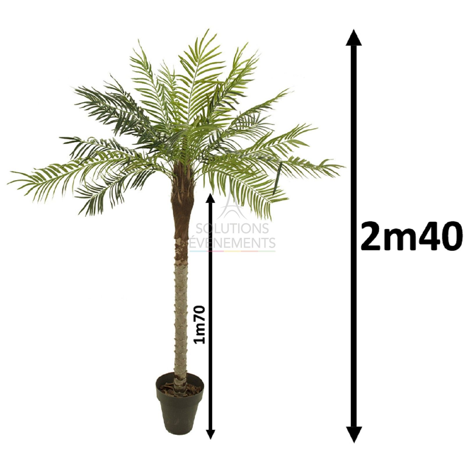 Rental of palm trees with a height of 2m40