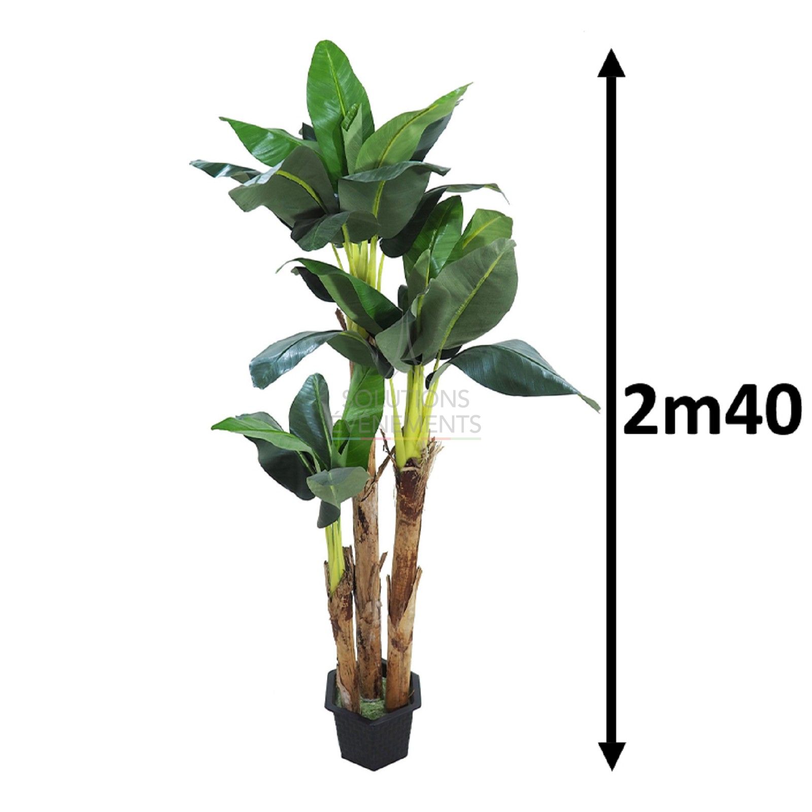 Banana tree rental with a height of 2m40