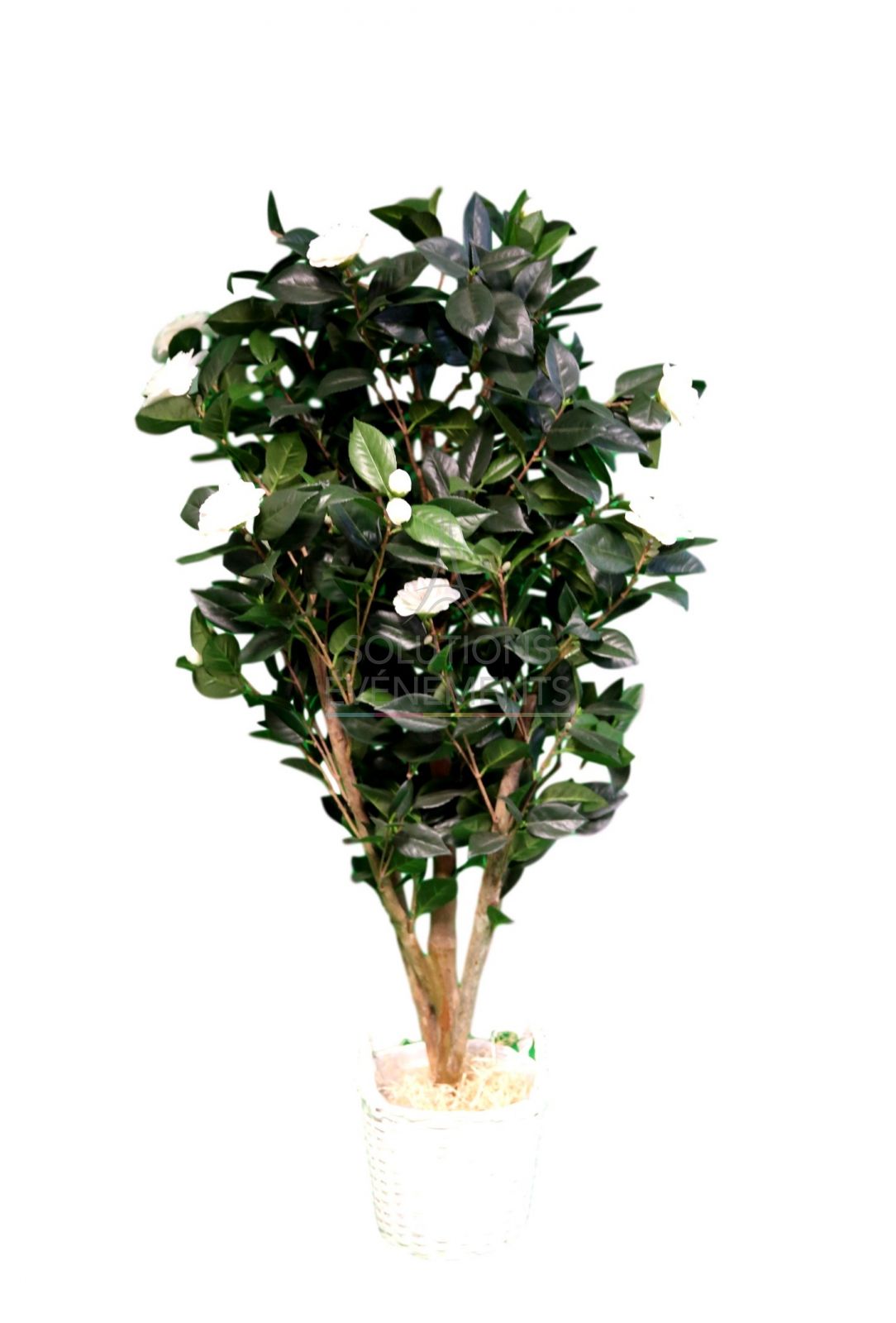 Artificial Camellia plant