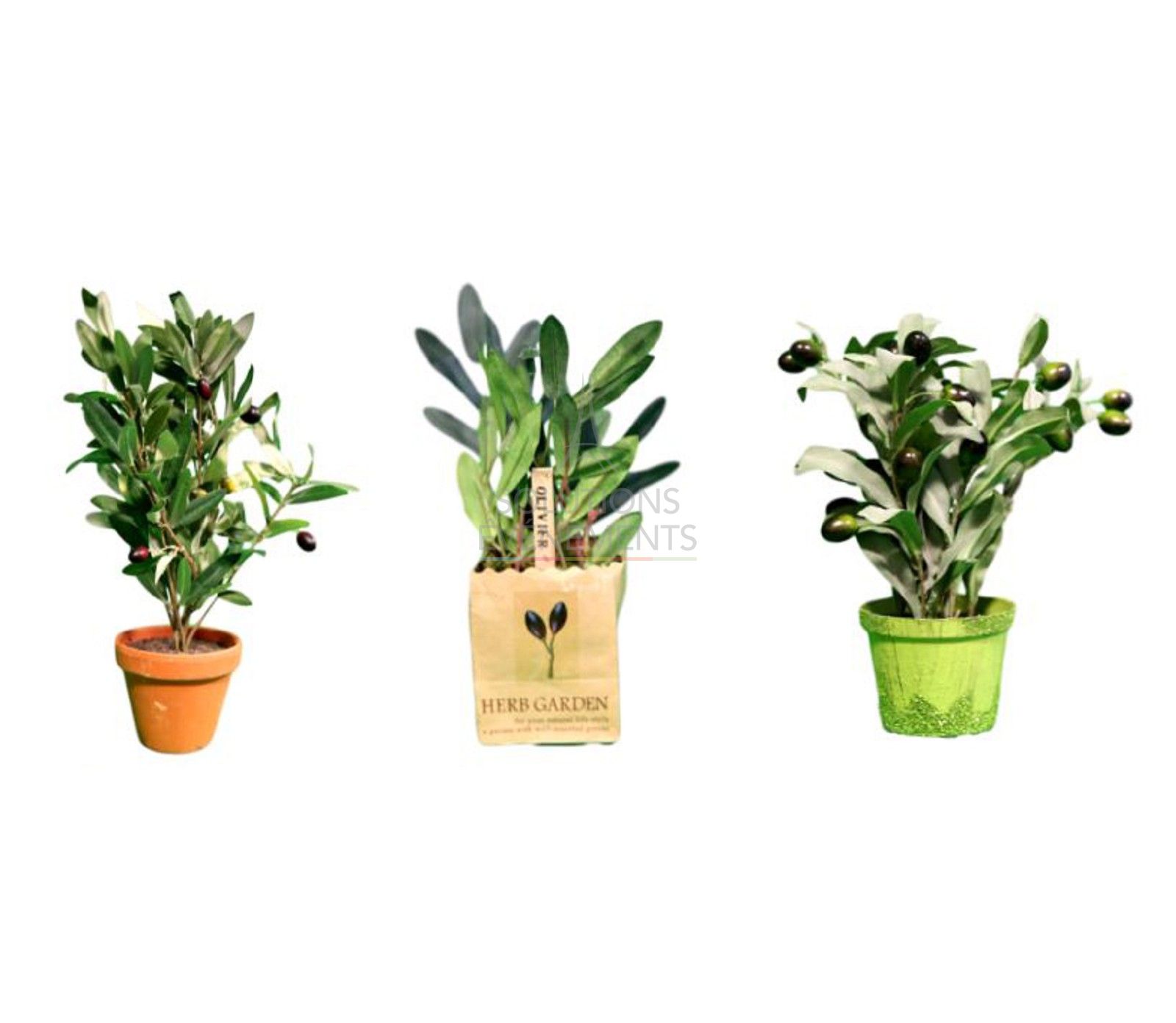 Rental of 5 mini artificial olive trees